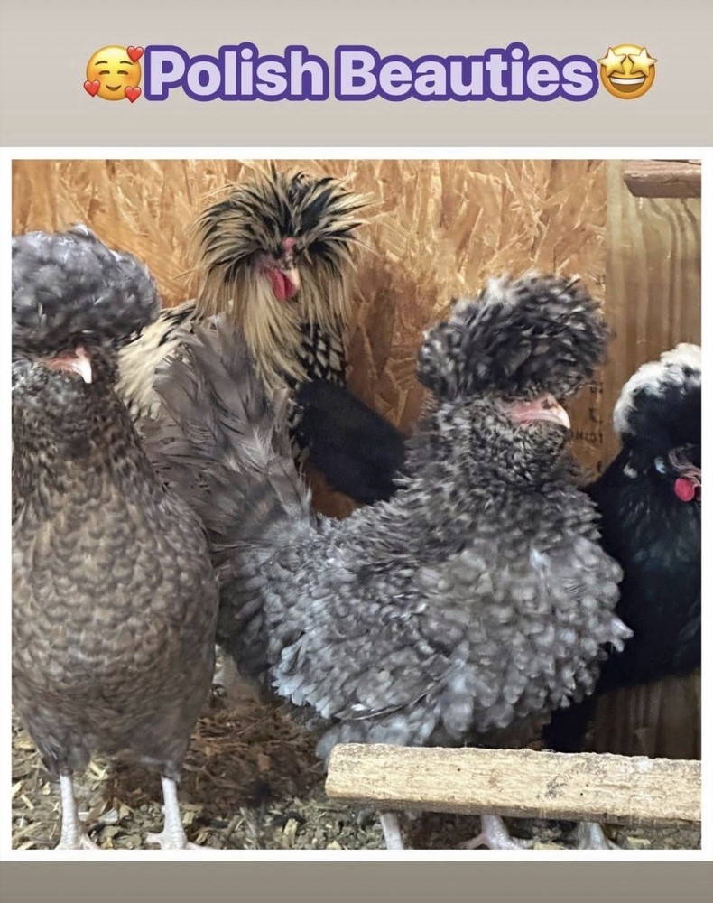 12 Polish Chicken Hatching Eggs (NPIP Certified)