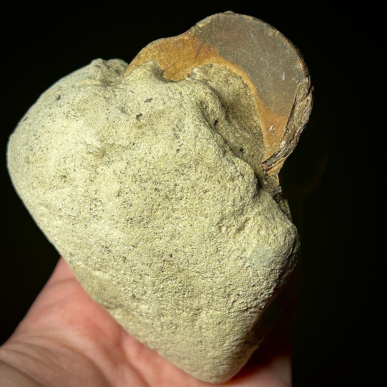 Fossilized Tuna Vertebra (Thunnus sp.) 2.24 x 1.60" Bony Fish Fossil Oligocene