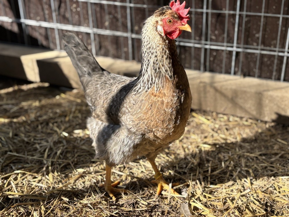 Cream Legbar Hatching Eggs (12 Eggs)