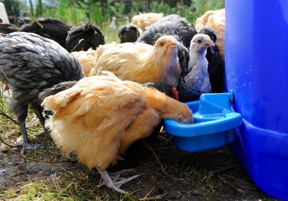 Maxicup Drinker Automatic Chicken Waterer Cup for Poultry