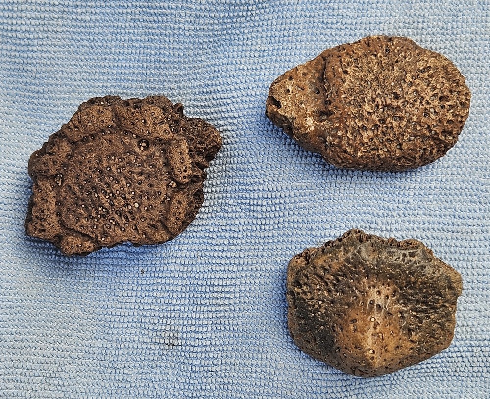 3 Authentic Florida Peace River Glyptodont Osteoderms (Scutes) Fossils 1.75-2"