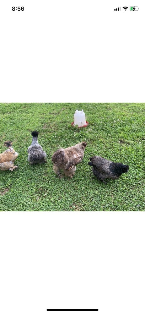 12 Bearded Silkie Hatching Eggs