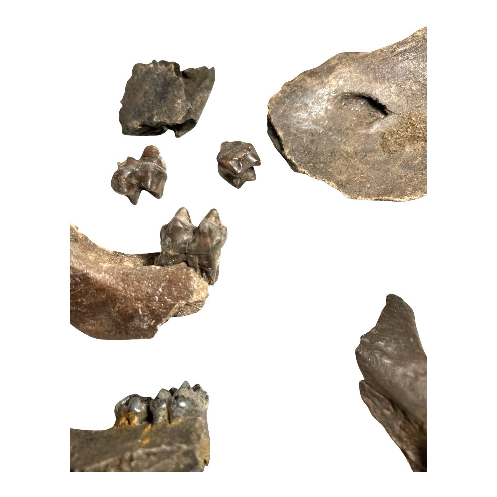 Prehistoric Pleistocene Age Fossilized Tapir Teeth and Mandible Jaw Pieces