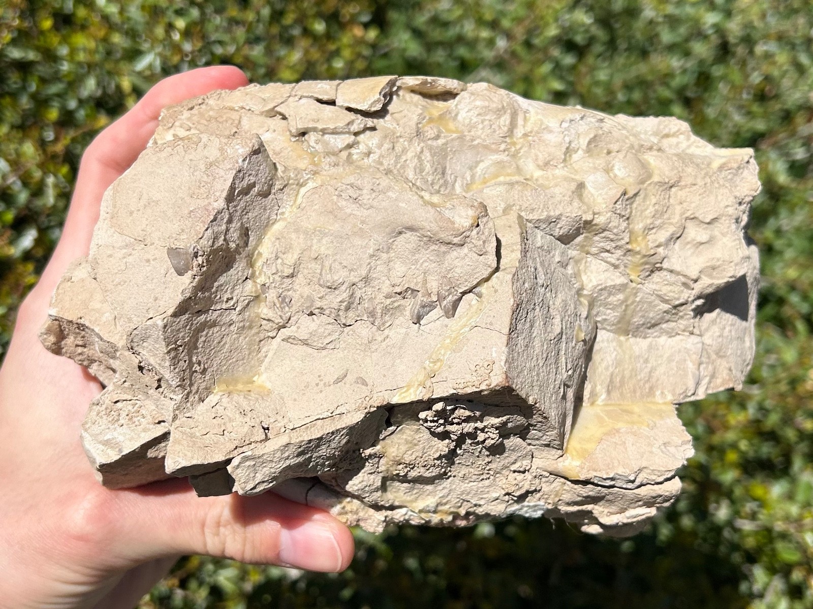 Fossil Oreodont Skull White River Oligocene Mammal Burke Formation Nebraska