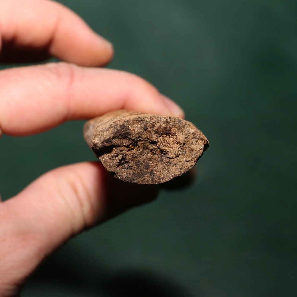 Dinosaur Rib Section Bone Authentic Fossil - Hell Creek Formation BEAUTIFUL