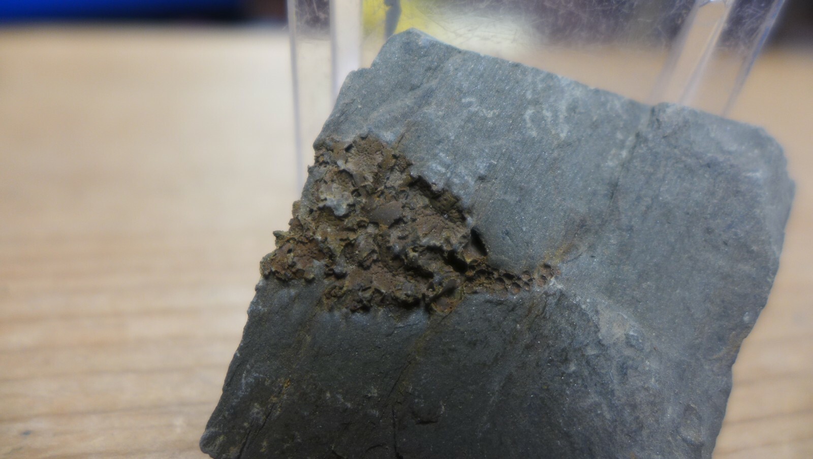 GEOLOGICAL ENTERPRISES Cambrian fossil echinoderm Gogia Palmeri Idaho