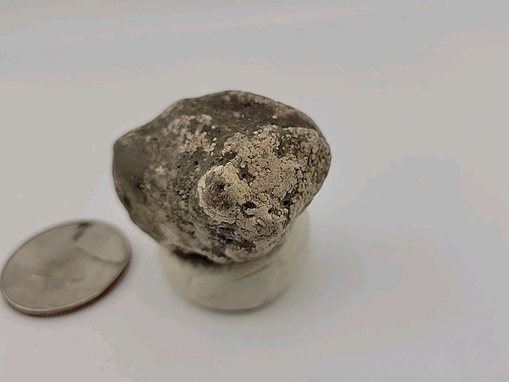 Real Permineralized Reptile Egg Fossil