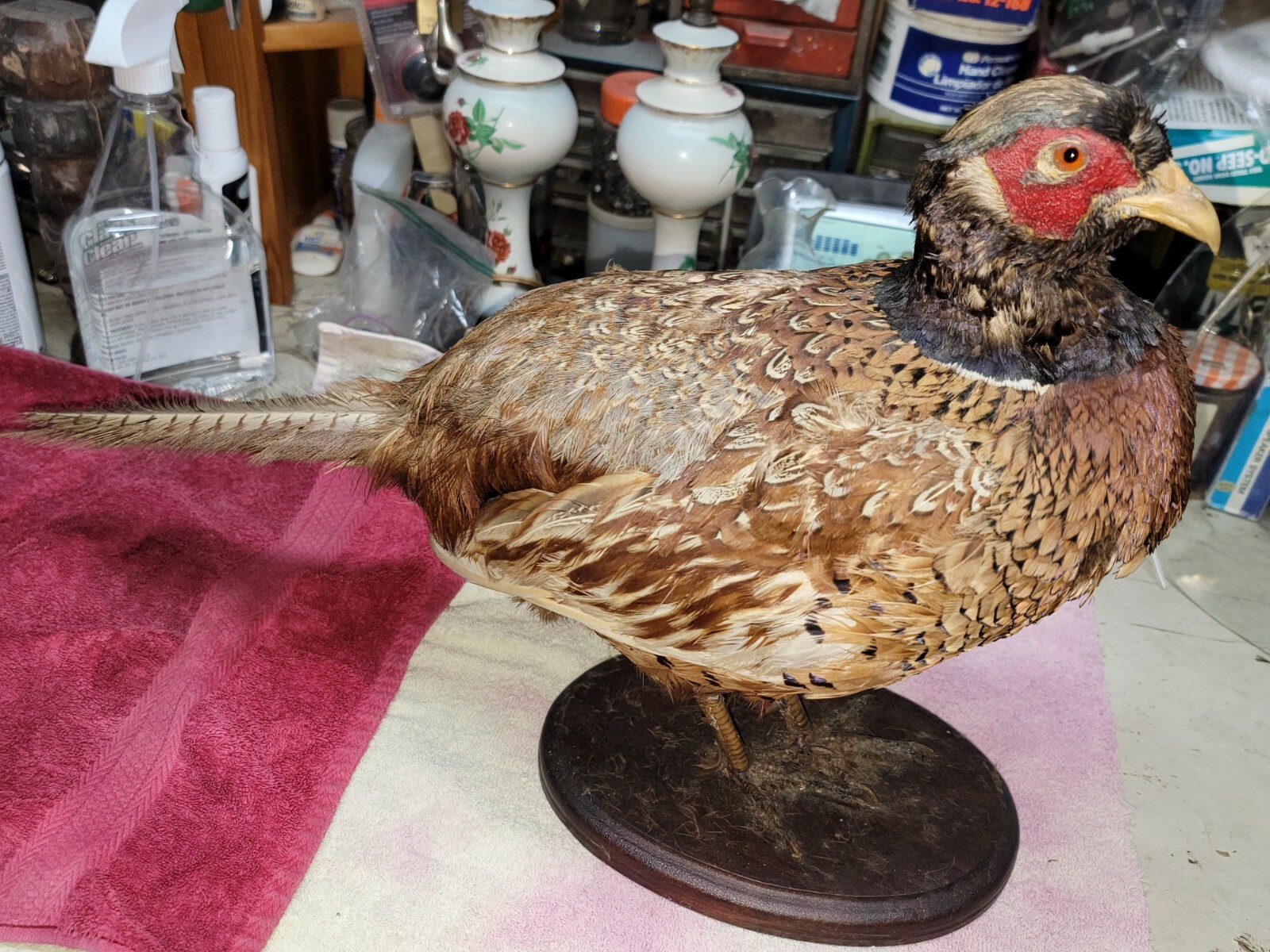 Female Hen Ringneck Pheasant Hen Taxidermy Mounted Plack/ Beautiful 😍 Colors