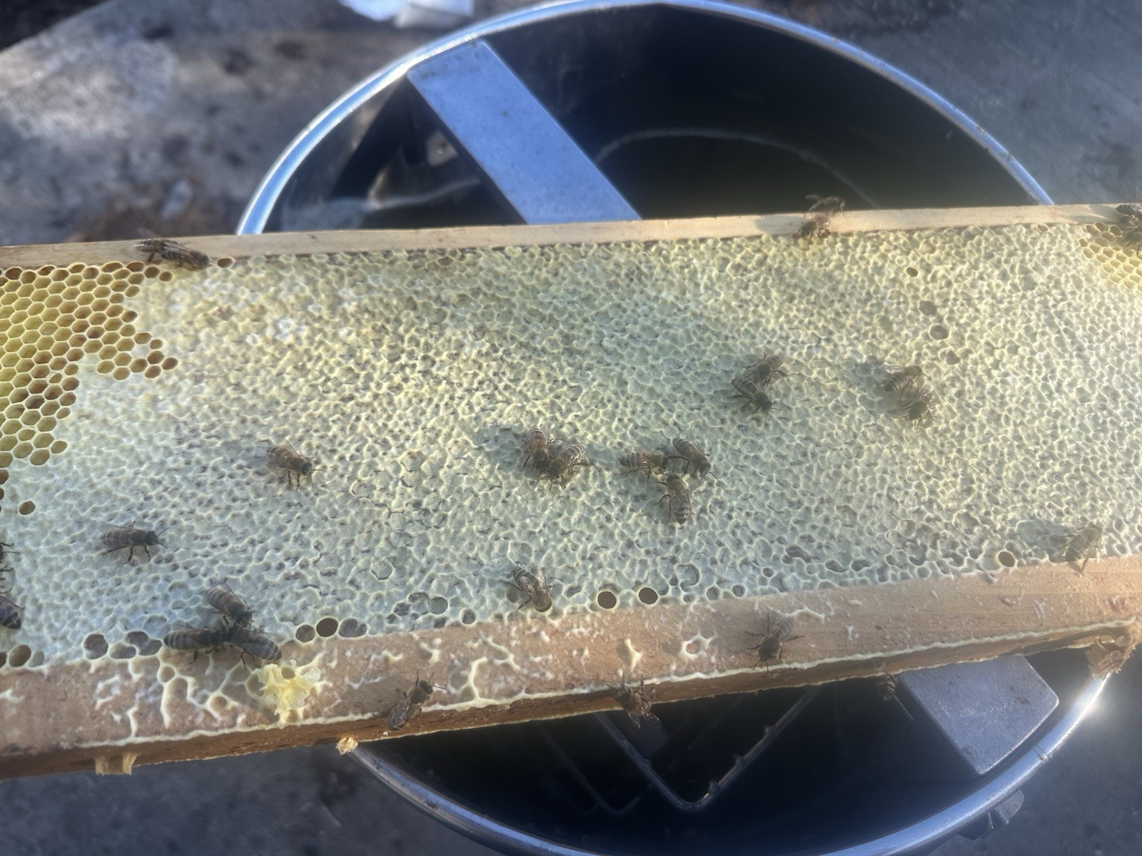 Organic 100% Pure Raw Wildflower Honey From Upstate NY