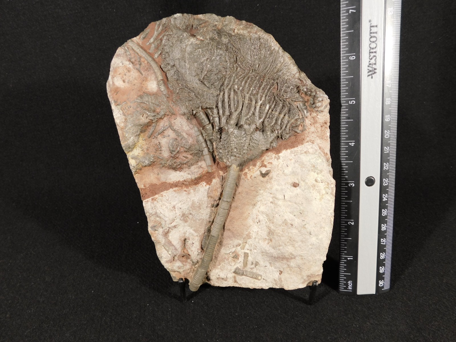 Larger! 430 Million Year Old! CRINOID Fossil or Sea LILY Fossil Morocco 629gr