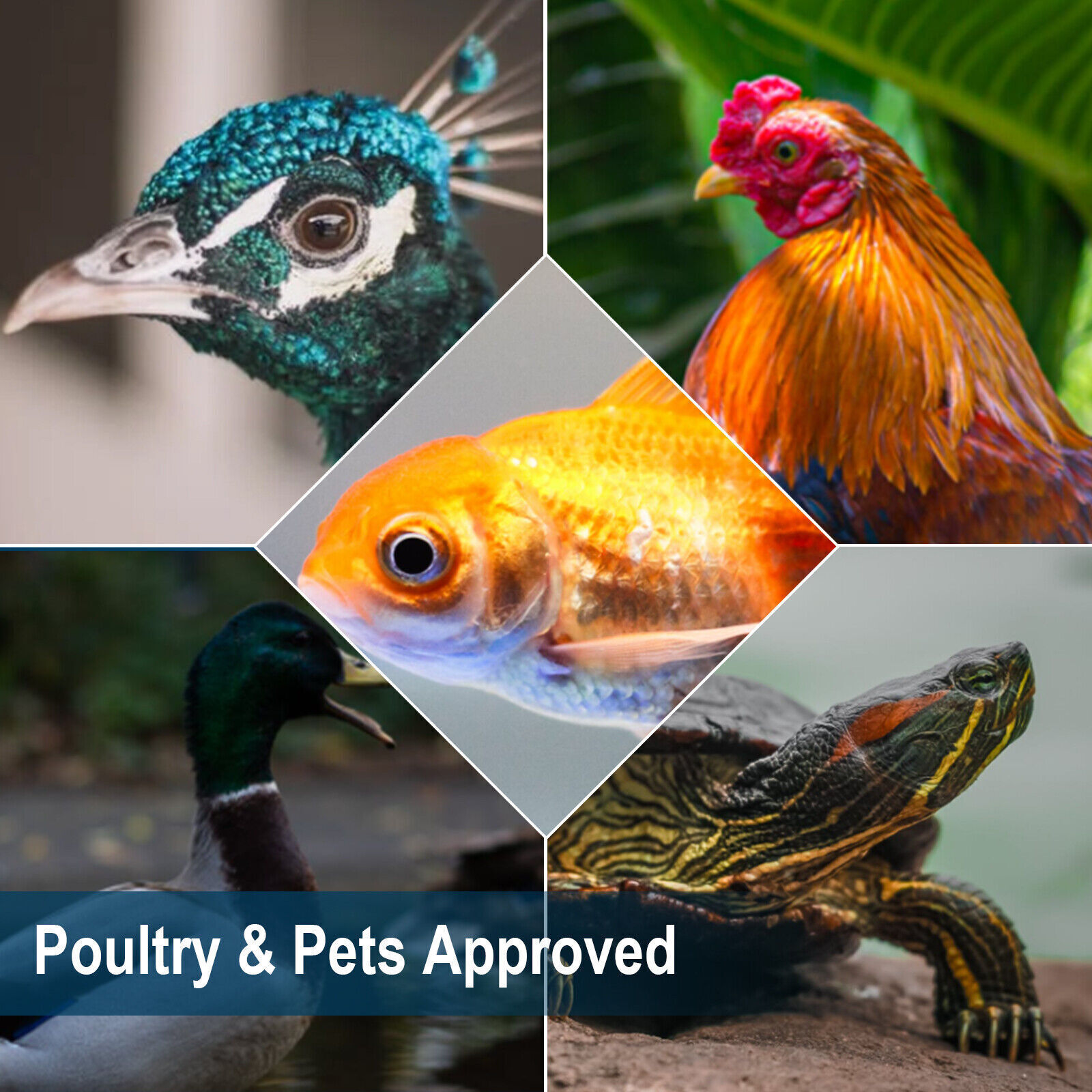 11LB Dried Black Soldier Fly Larvae Mealworms for Chicken Birds Treats Premium