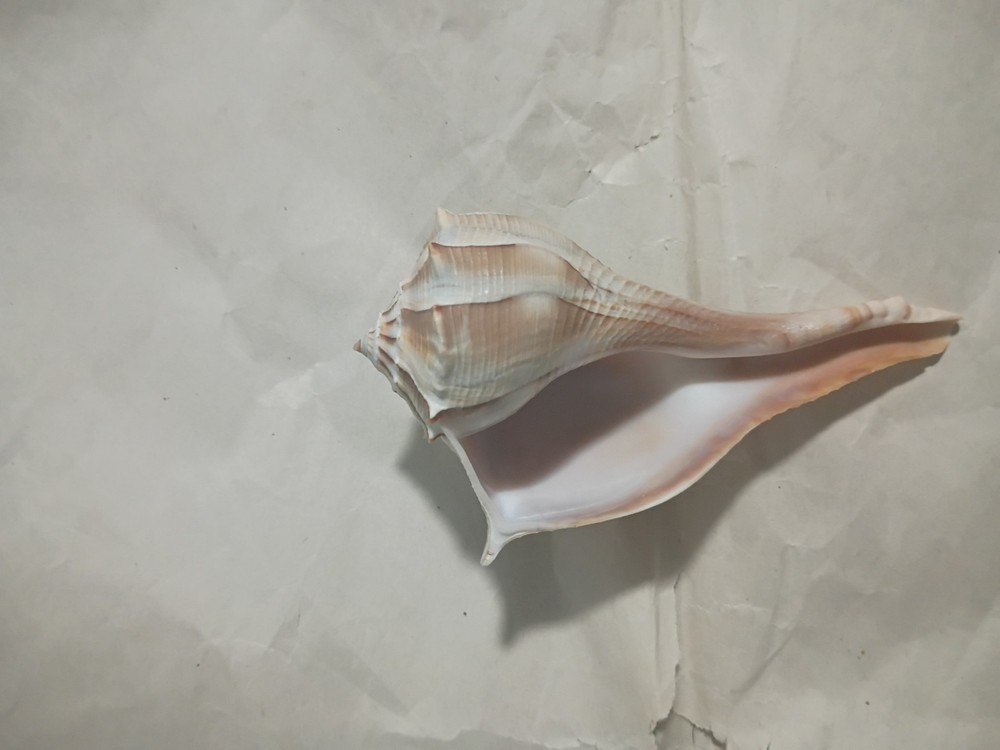 Lightning Whelk Shell