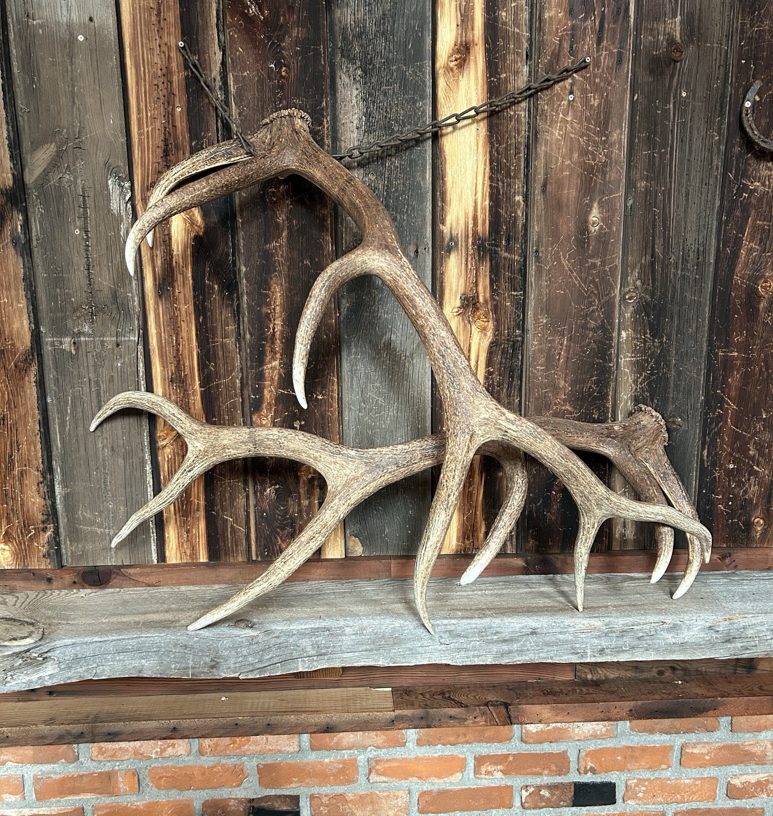 6x6 Set Of Elk Sheds ~ Elk Antlers ~ Cabin Decor