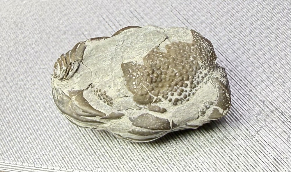 PREP PROJECT Phacops Trilobite ~ Silica Formation ~ Ohio ~ Devonian Period