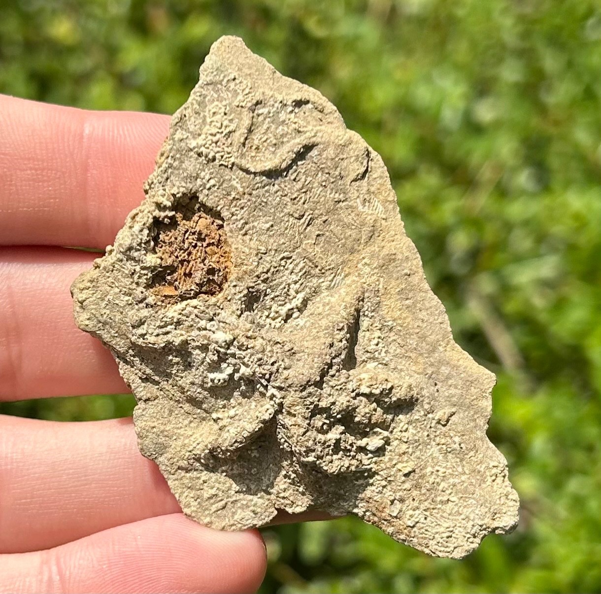 Alabama Fossil Starfish Cast Mississippian Age Bangor Limestone Formation