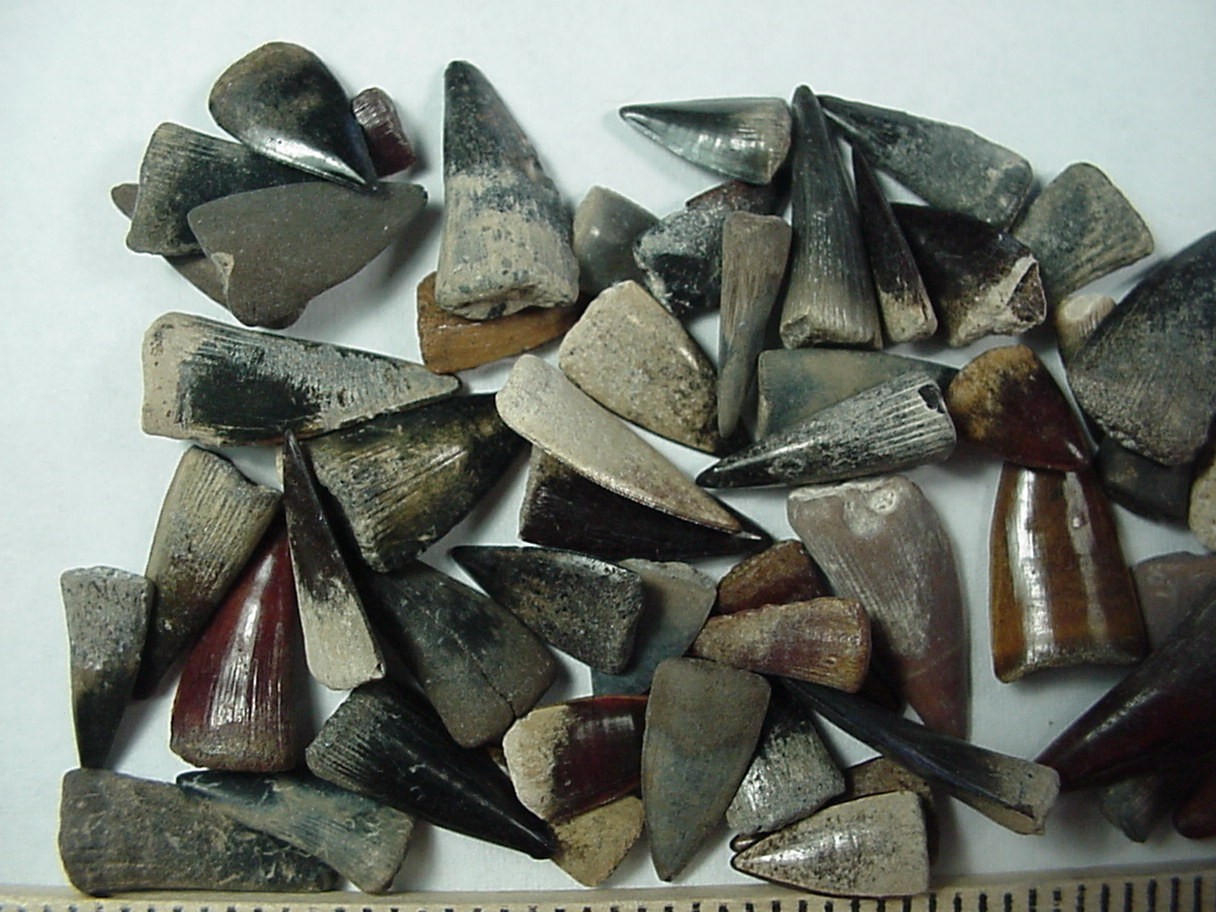 50 - Fossilized Barracuda teeth from North Florida