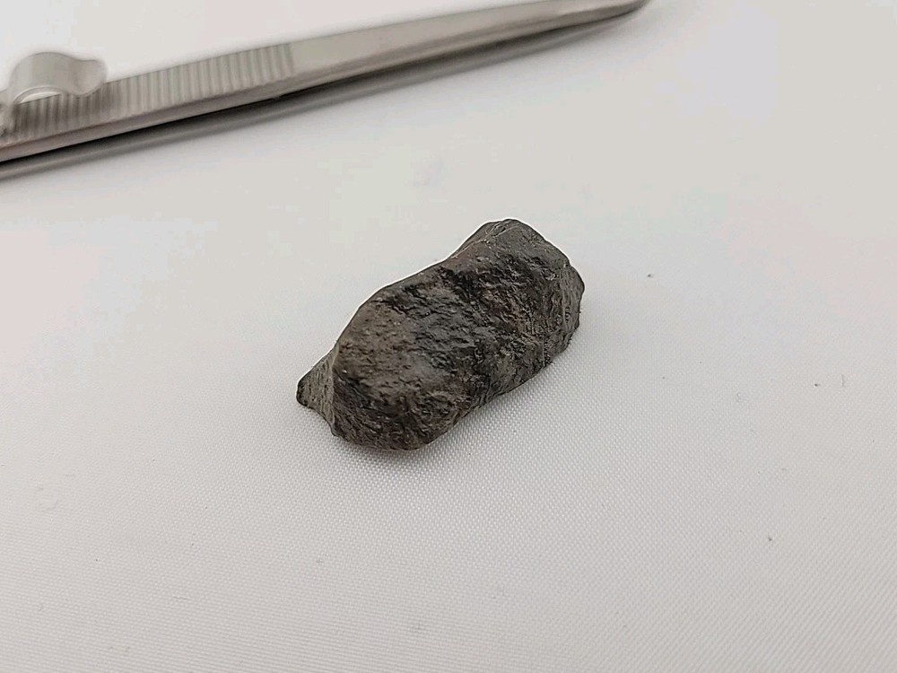 Fossil Dinosaur Permineralized Tooth T-rex 🦖
