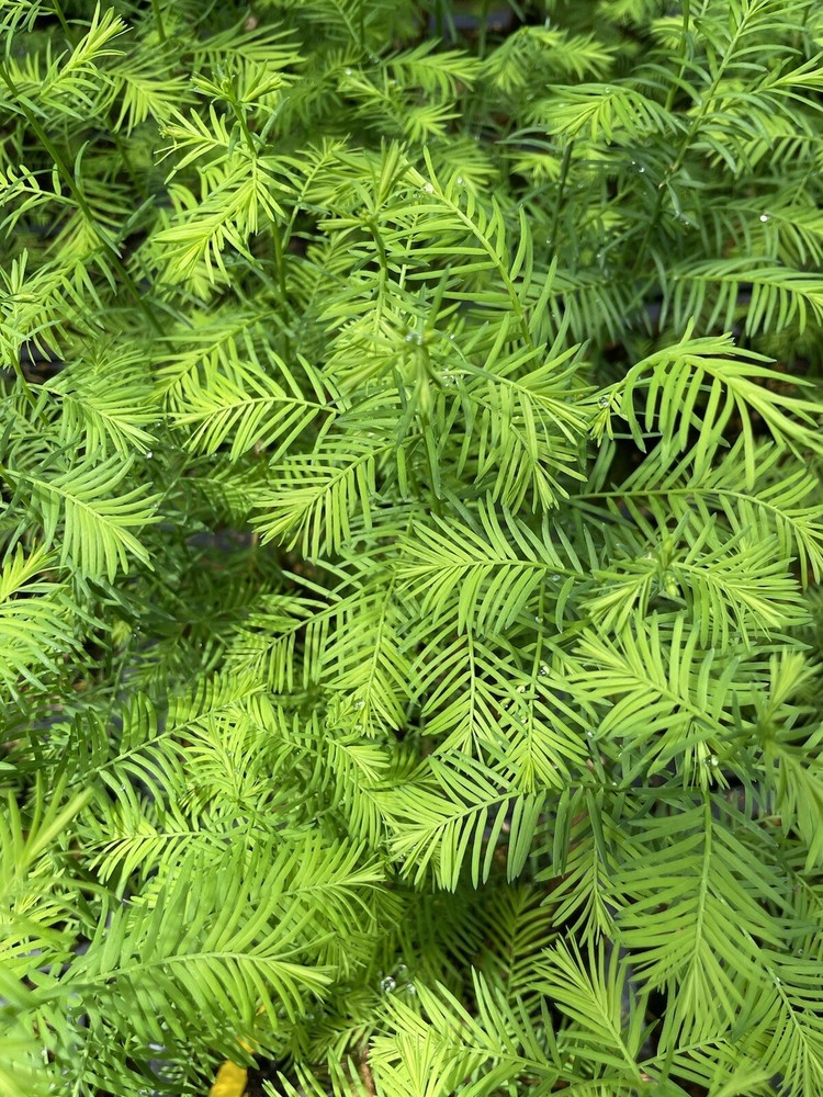 5 Tree Bald Cypress - Forest Bonsai
