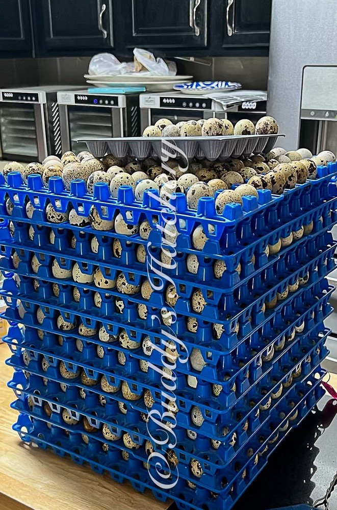 30 + mix count Coturnix hatching eggs