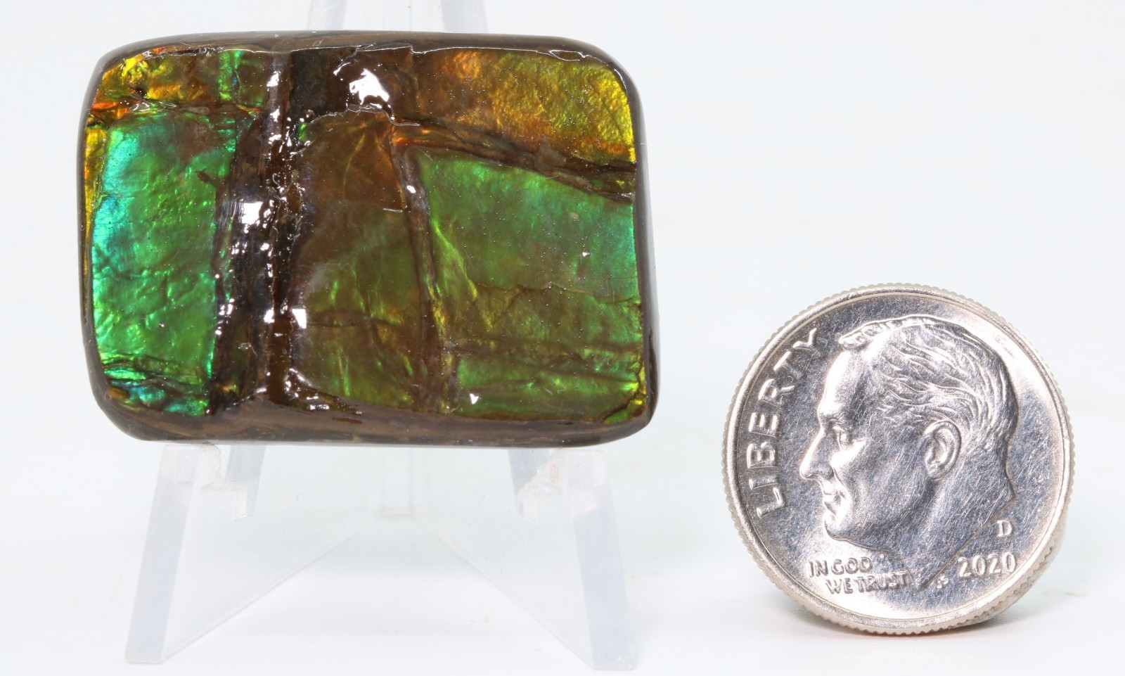 Korite Ammolite Ammonite shell 1.13" x 0.84" Alberta Canada COA 7390