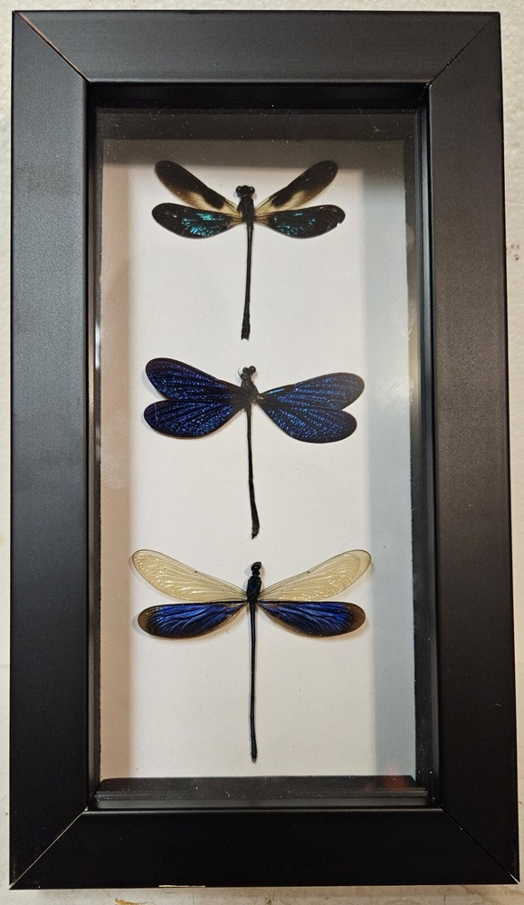 Real framed Damselfly Collection From Southeast Asia