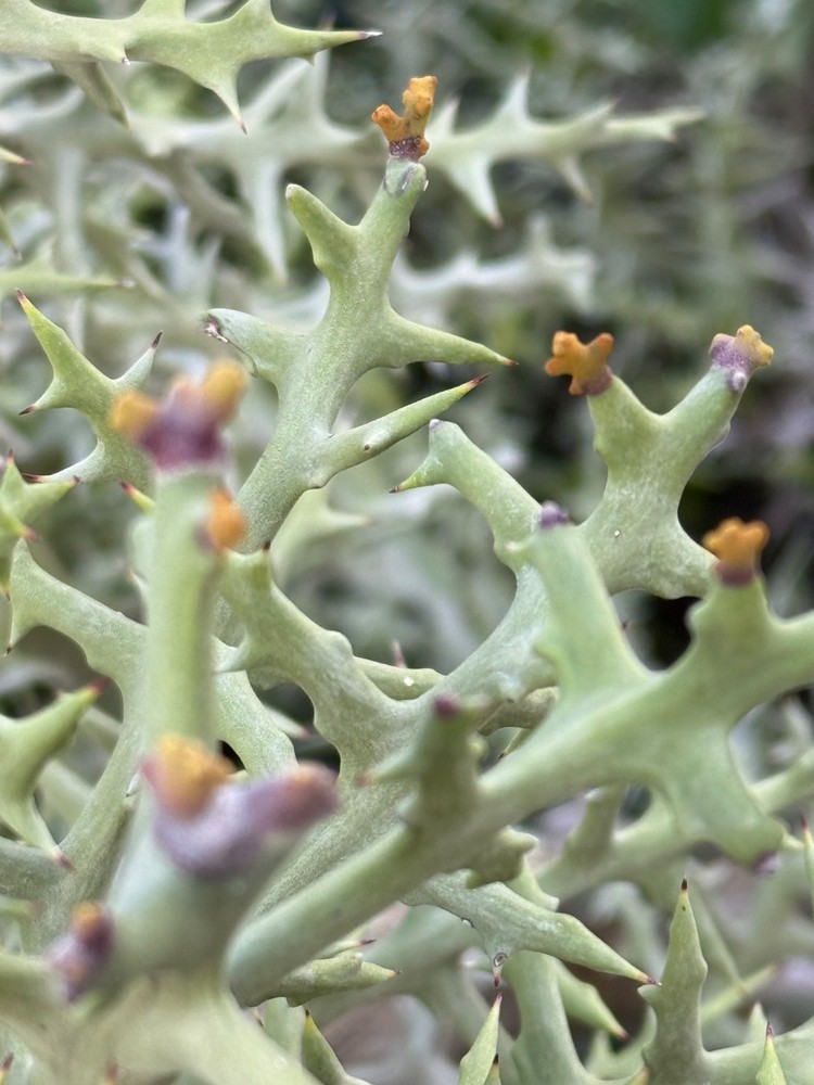 Euphorbia stenoclada, succulent