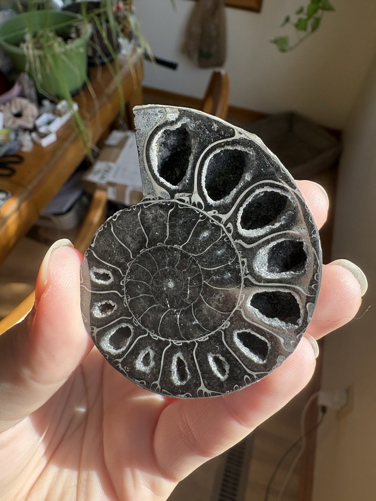 Black Ammonite Fossil Pair