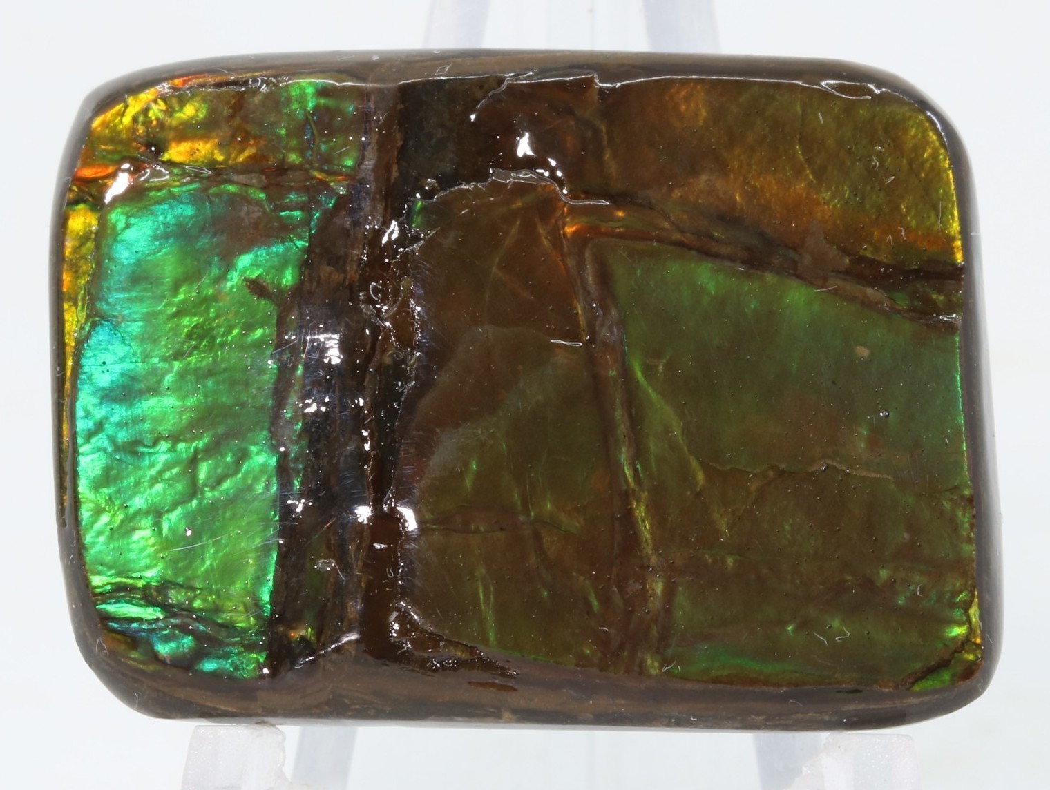 Korite Ammolite Ammonite shell 1.13" x 0.84" Alberta Canada COA 7390