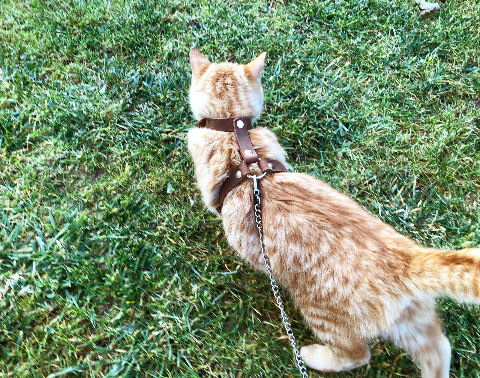 Leather Cat Harness, Harness (Escape Proof) Leash Trainer for Cats Collar