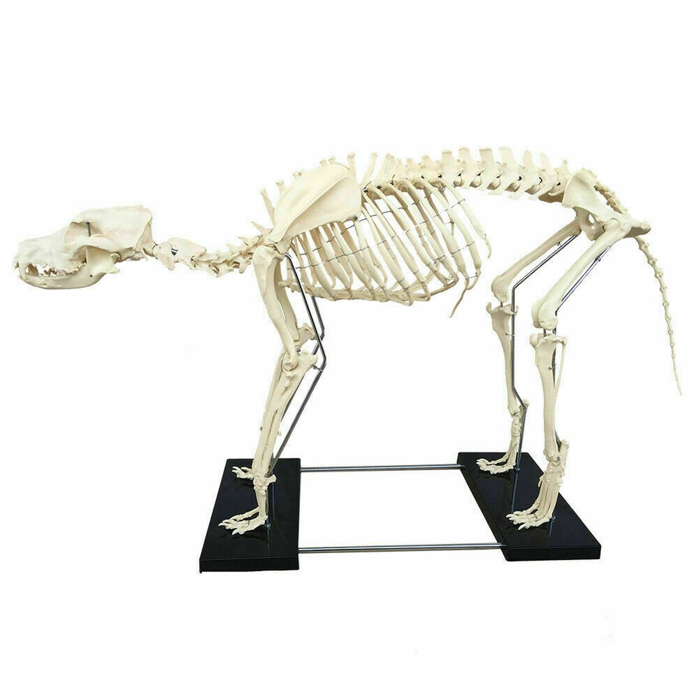 Canine Skeleton model Standard Size Dog Display Lab Study Veterinary Teaching