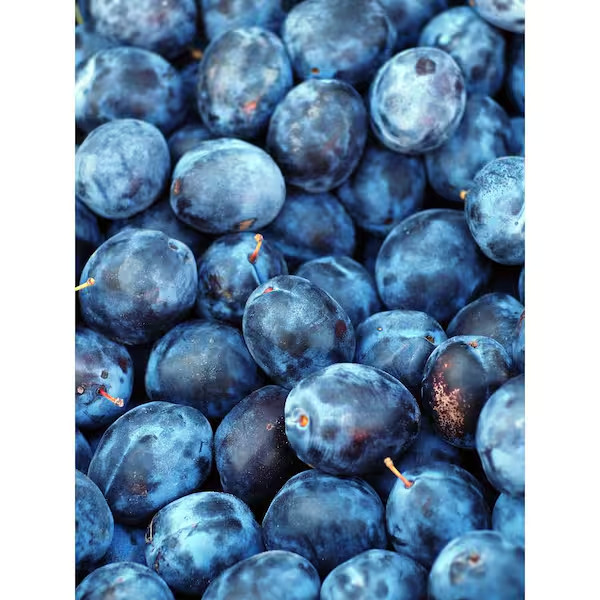 Dwarf Italian Plum Tree Bare Root