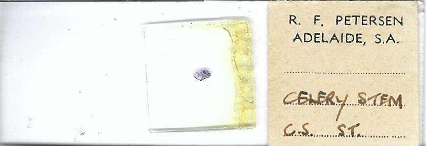 Celery Stem c.s. Microscope Slide by R. F. Petersen