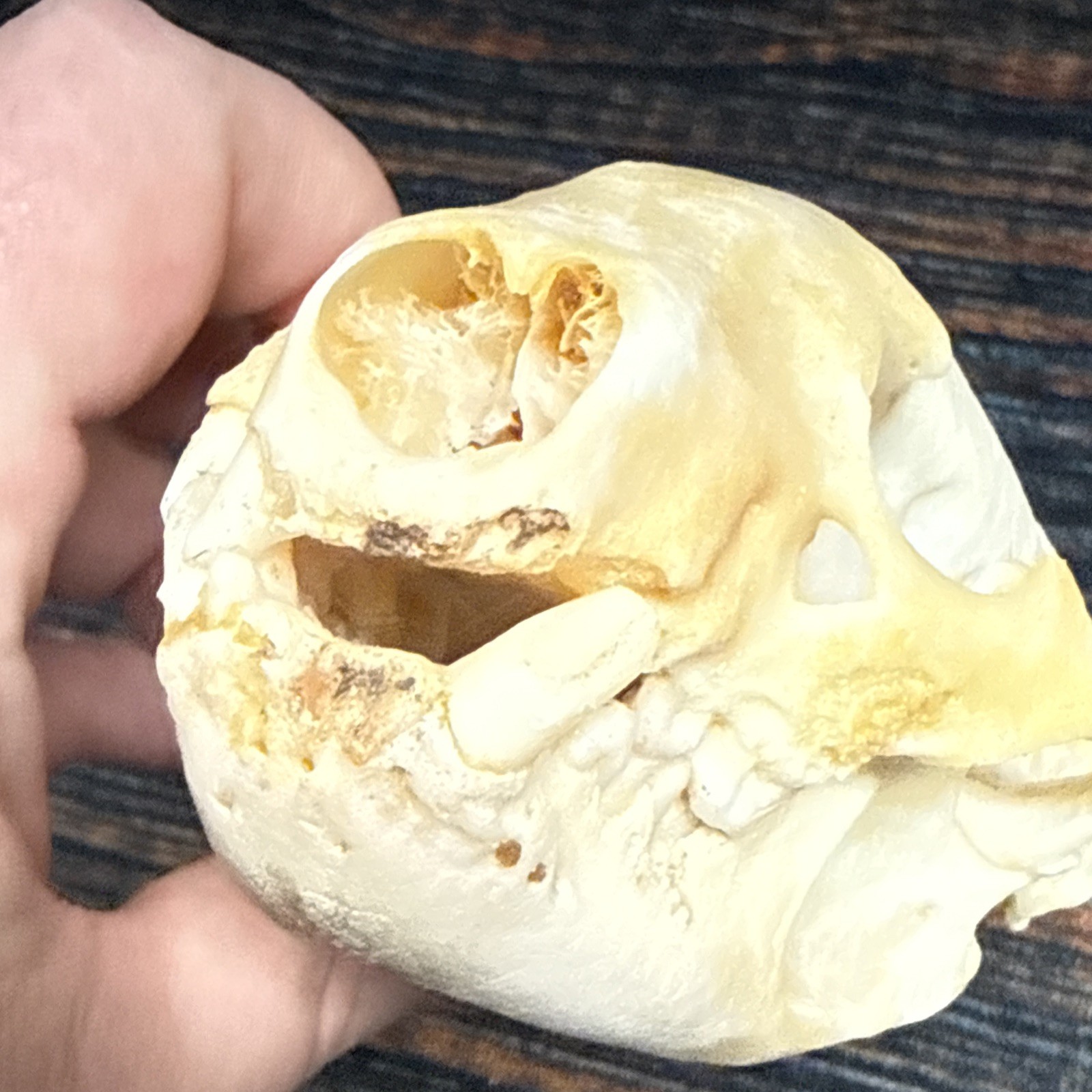 Real XL Badger Skull Unique Gift Halloween Craft Animal Mount Art Model Head Odd