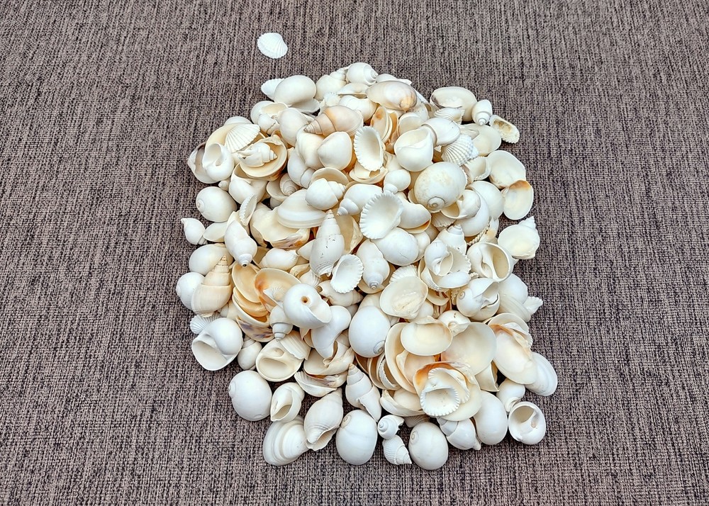 Small White Assorted Seashell Mix (approx. 1 kilogram shells 0.50+ inches)