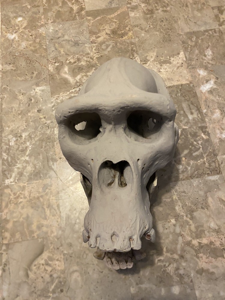 Gorilla Skull Replica Skull Large Cast Model Two Piece
