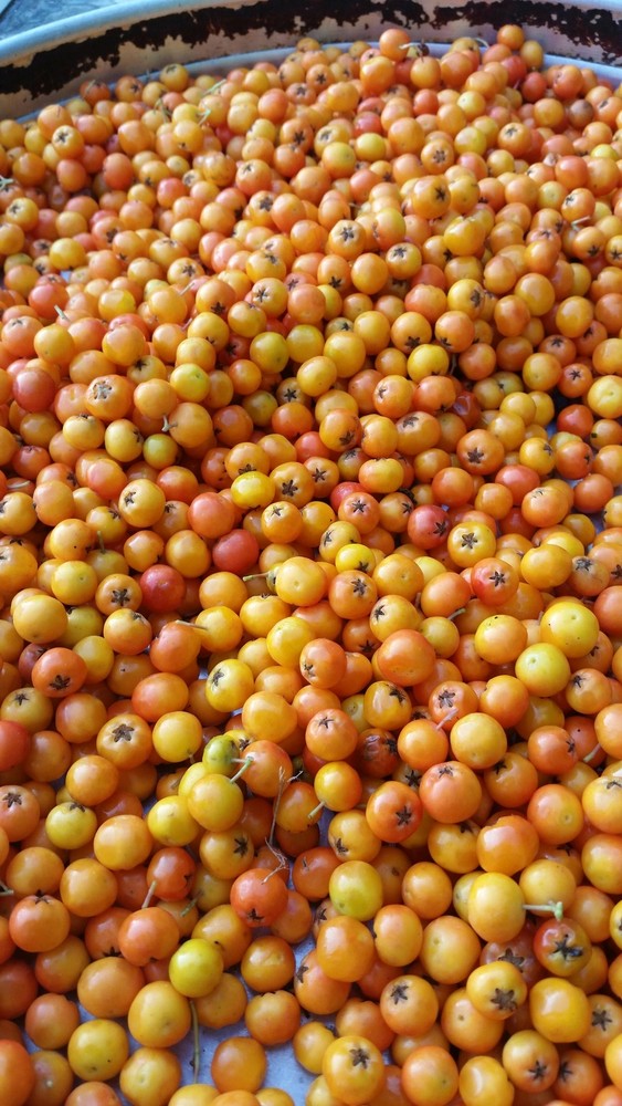 ROWAN BERRIES WHOLE ORGANIC  .25 oz