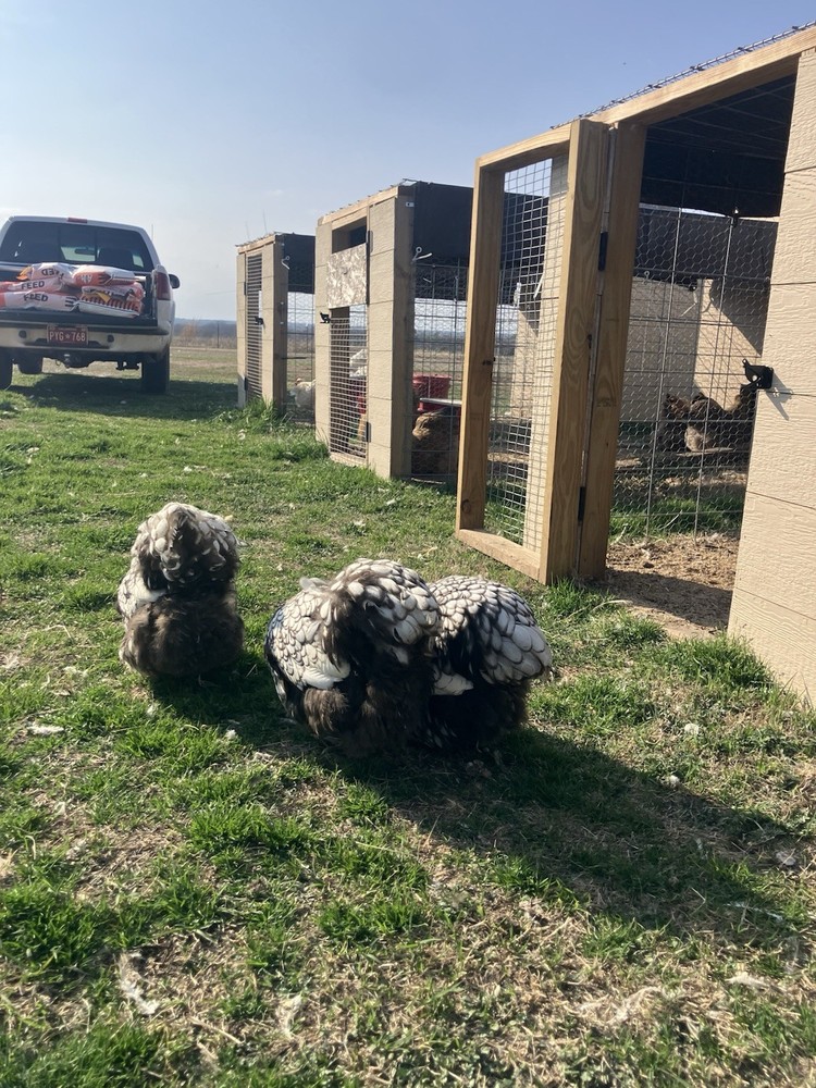 6+ Silver Laced English Orpington Hatching Eggs