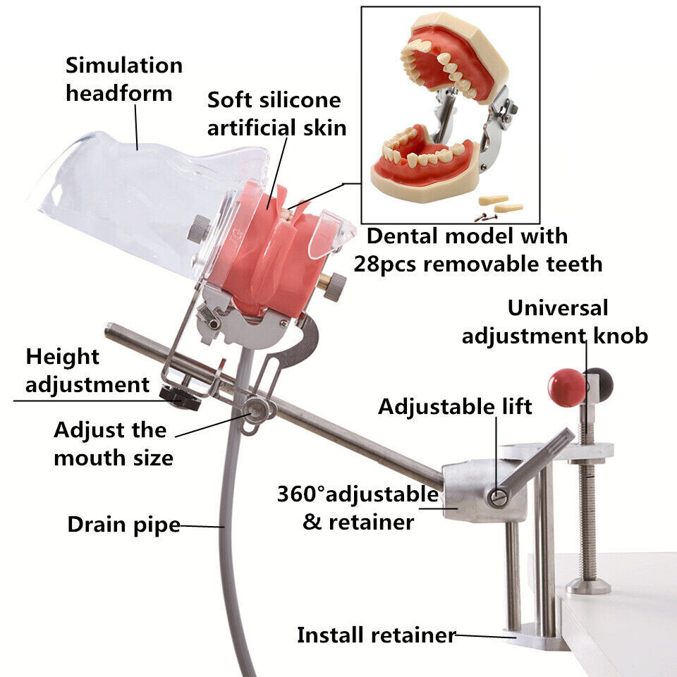 Dental Training Simulator Manikin Phantom Head Model 28 Teeth Fix on Desk Table