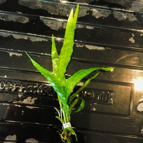 BUY 2 GET 1 FREE Java Fern Microsorum pteropus Live Aquarium Plants BEGINNER
