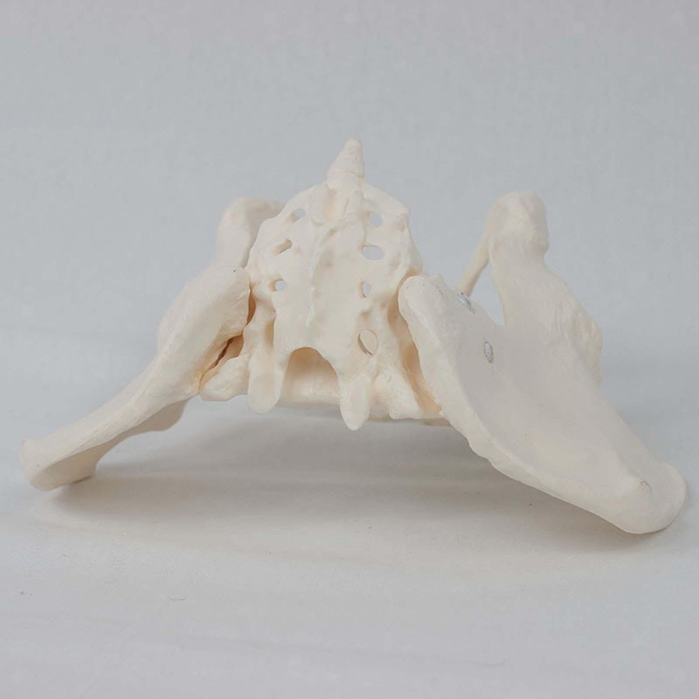 Female Pelvis Model Flexible for Science Education Teaching Learning Display