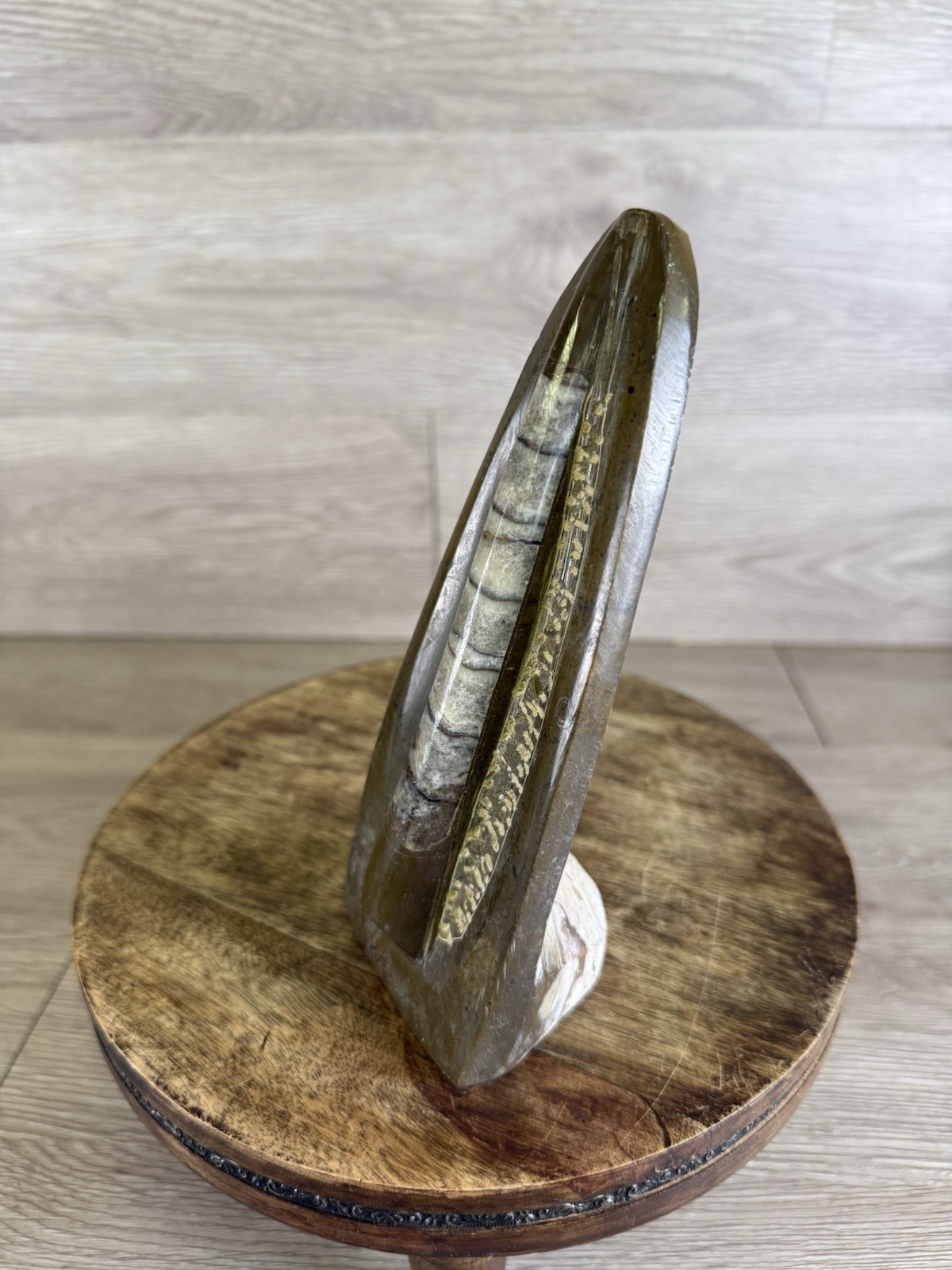 Vintage Standing Orthoceras Fossil 7” - Prehistoric Cephalopod Natural Display