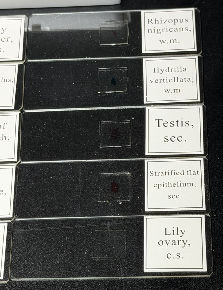 10 PC/Set Biology Sample Specimens Microscope Prepared Specimens Slides Student