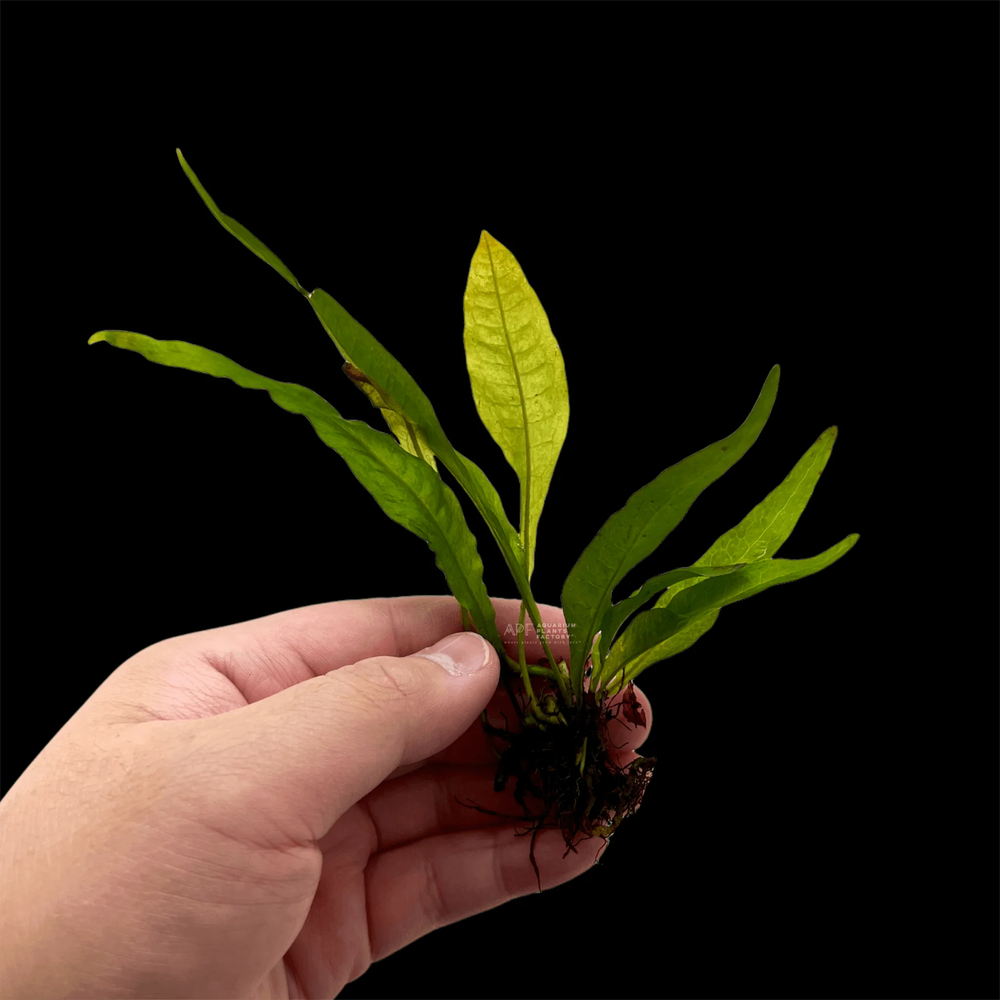 Java Fern Red | Aquarium Plants Factory®