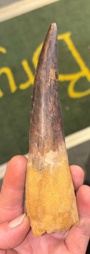 Authentic 6” Spinosaurus Tooth Fossil