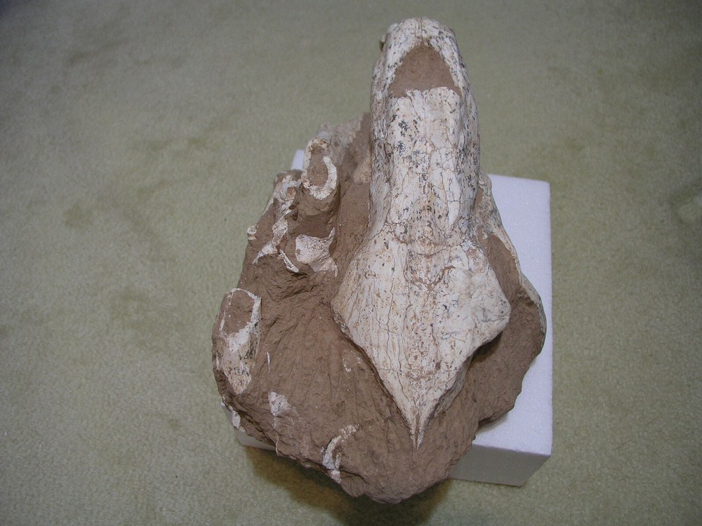 Authentic Saber-Tooth skull matrix