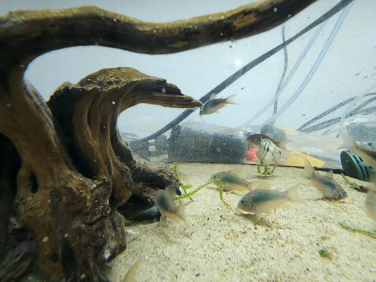 Group of Green Emerald Corydoras free 2 day shiping