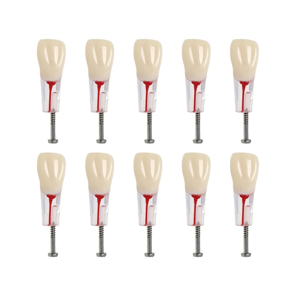 Dental Endodontic Root Canal Teeth Pulp Cavity Practice Model Training Study
