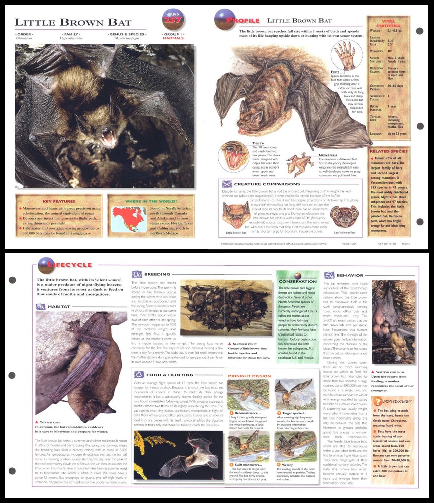 Fold-Out Sheet - Little Brown Bat - 257