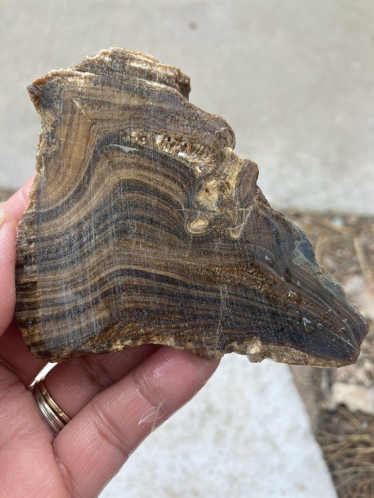 Stromatolite Slab