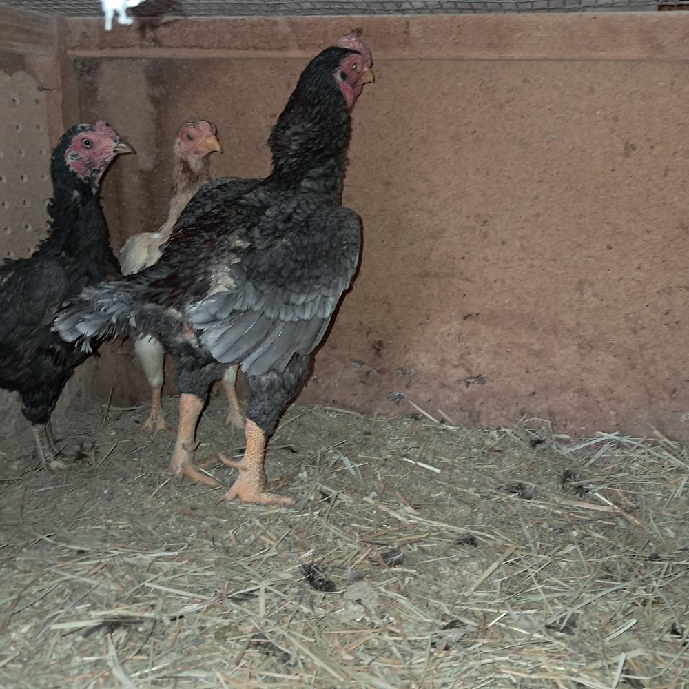 Koshamo hatching eggs 10